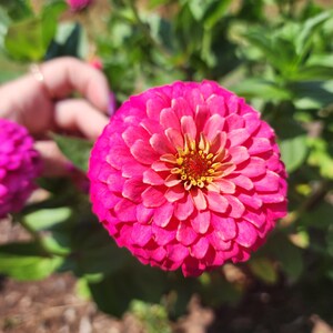 Harvested multi color Zinnia Seeds