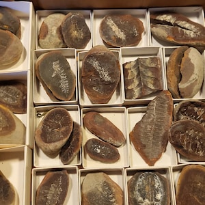 Scegli il tuo fossile di felce dell&#39;Indiana
