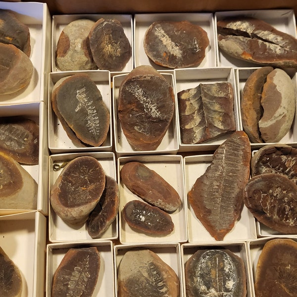 Choose Your Own Indiana Fern Fossil