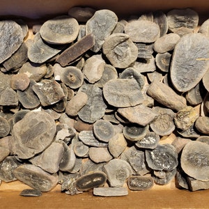 Mysterieurval av fossiler