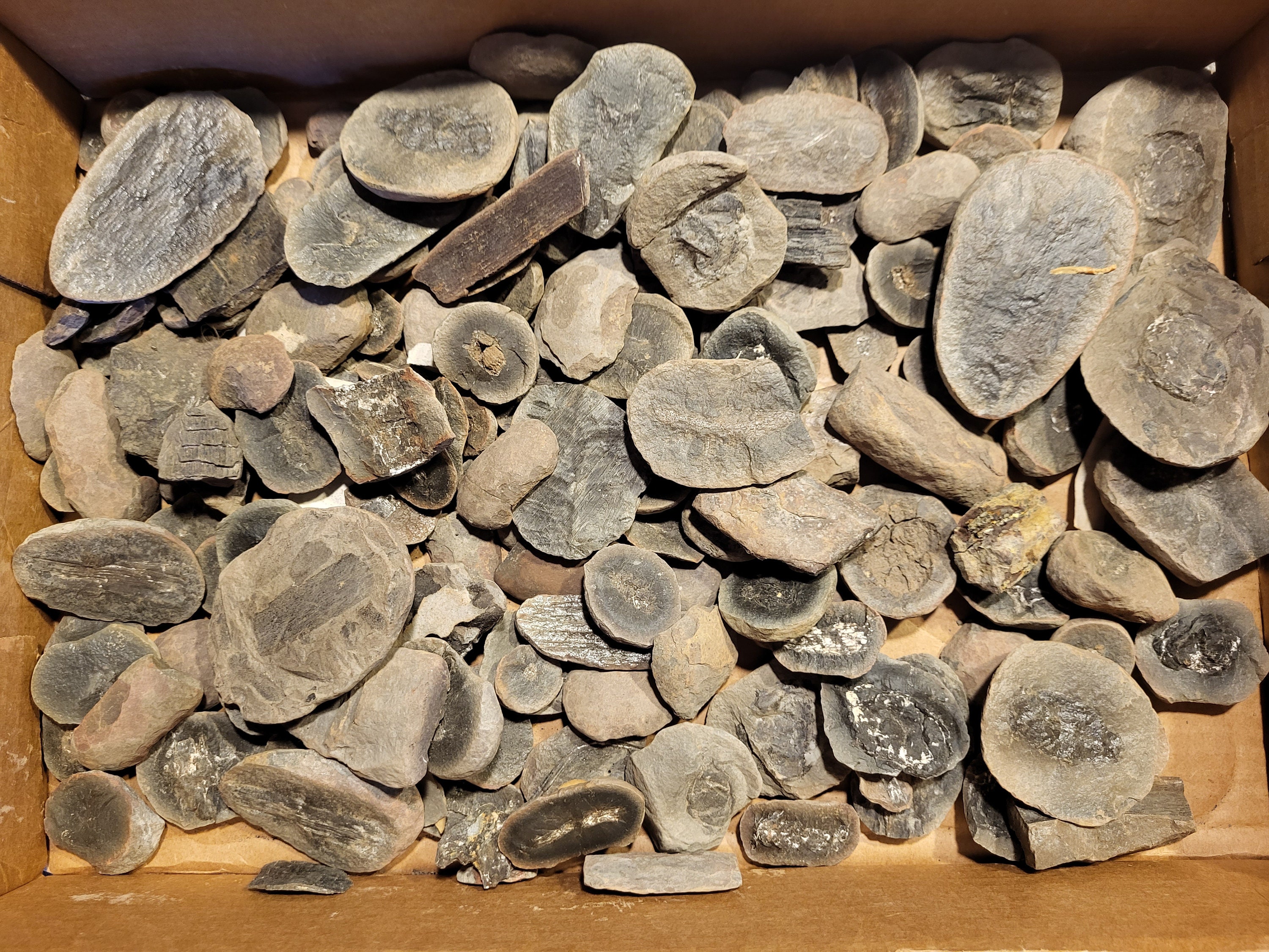Mystery Selection of Fossils