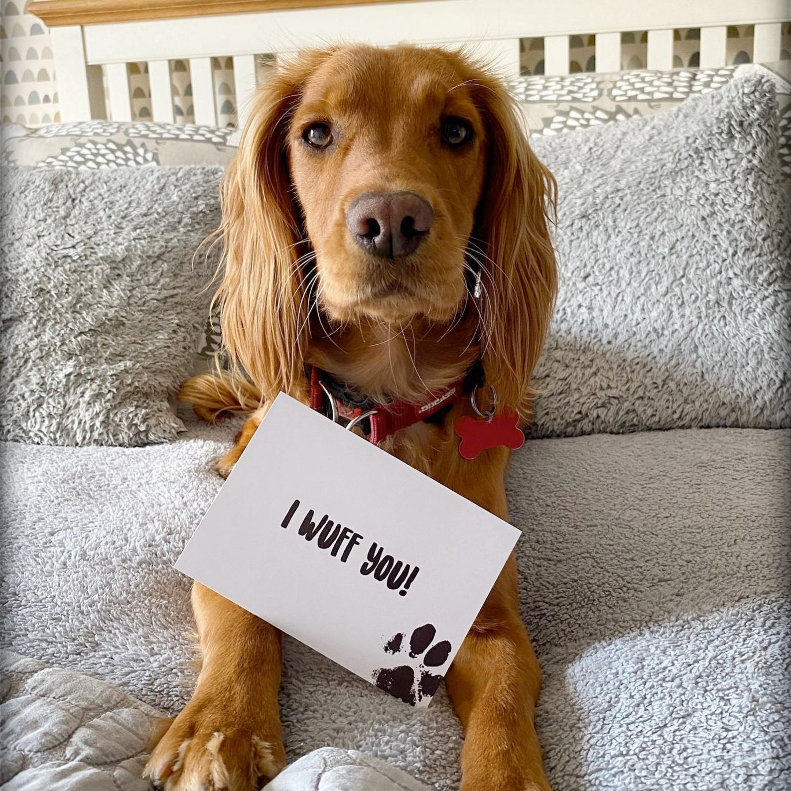 I Am Dog Dog Photo Prop Milestone Cards funny new puppy gift Etsy