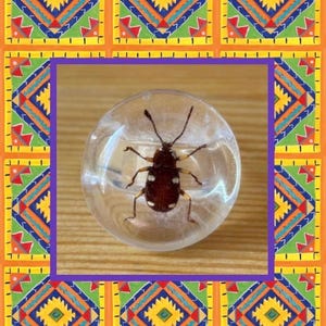 Insect Ring,Size 9 Bug Ring,Clear Lucite Ring,Ground Beetle,70&#39;s Ring,Beetle Ring,Encased Bug Ring