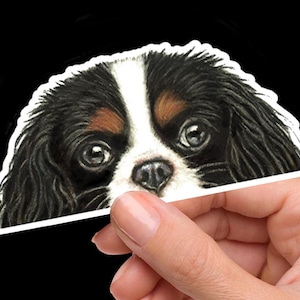 May include: Close-up of a black and white Cavalier King Charles Spaniel dog with brown markings around the eyes. The dog is looking directly at the camera with its head tilted slightly to the side.