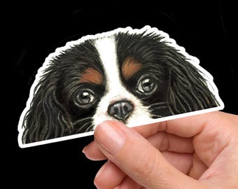 May include: Close-up of a black and white Cavalier King Charles Spaniel dog with brown markings around the eyes. The dog is looking directly at the camera with its head tilted slightly to the side.