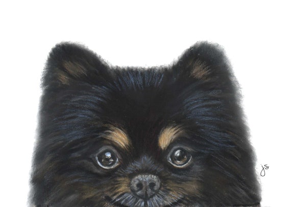 black pomeranian stuffed animal