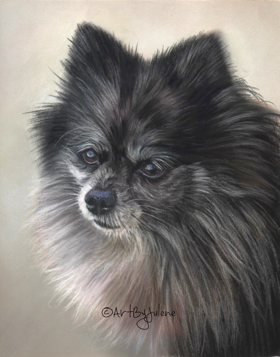 white merle pomeranian