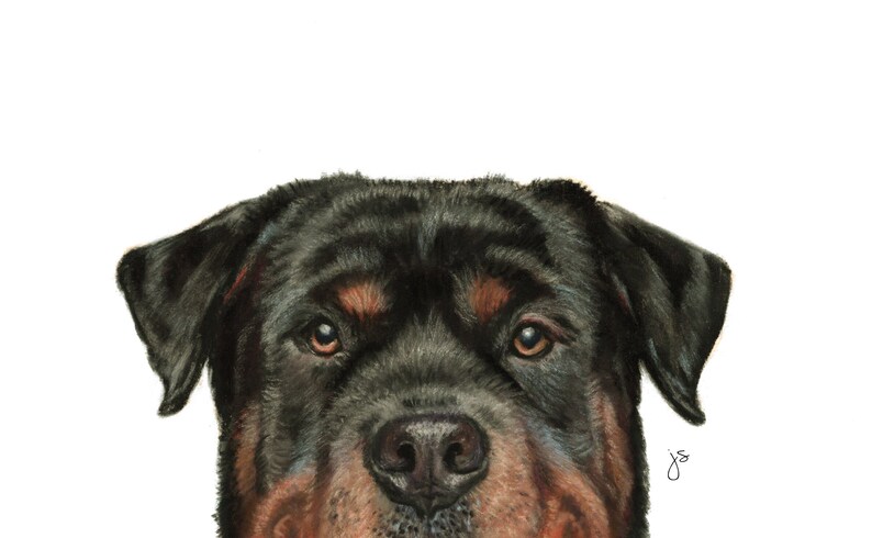 Rottweiler Original Art Rottweiler Lover Rottweiler Gift