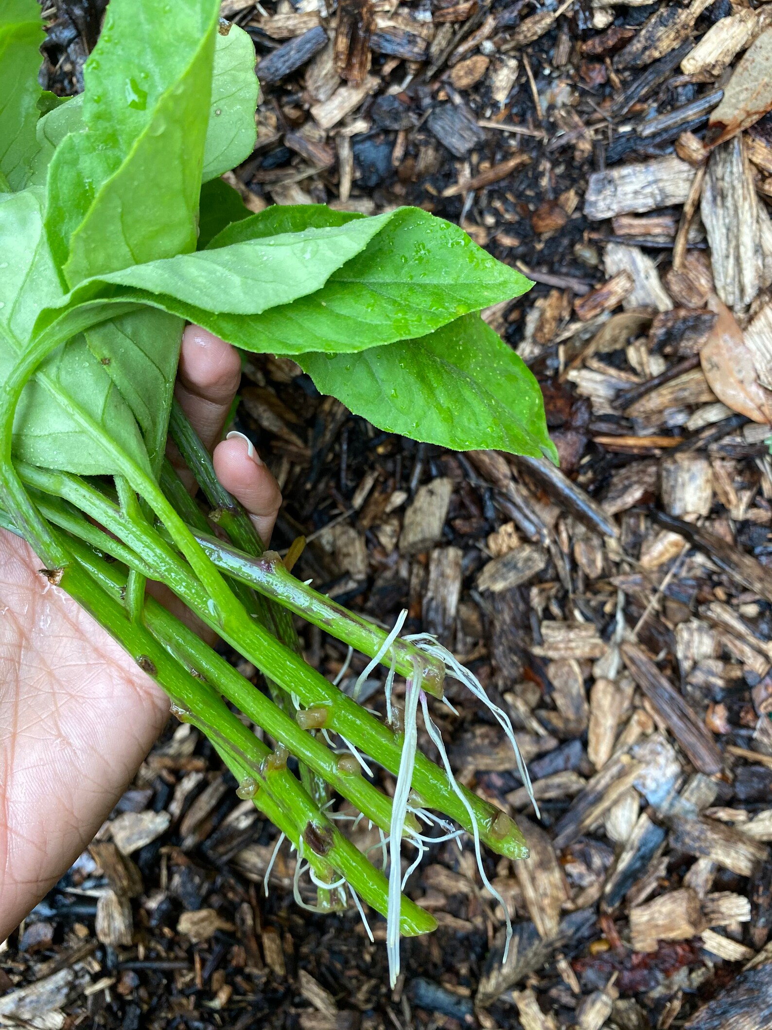 Longevity Spinach 4 ROOTED cuttings Etsy