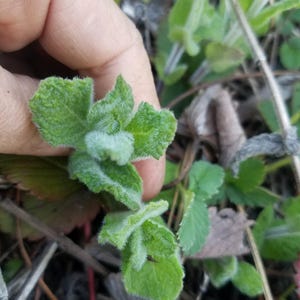 Apple mint roots, pack of 3 roots, mint plants, Egyptian mint, fuzzy mint, mint bare roots, live mint plants, 3 mint plants, pack of mint