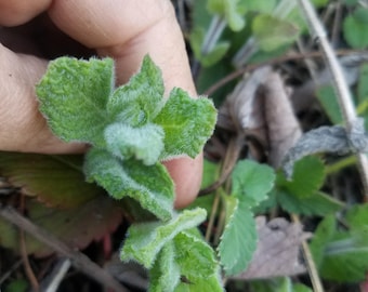 Apple mint roots, pack of 3 roots, mint plants, Egyptian mint, fuzzy mint, mint bare roots, live mint plants, 3 mint plants, pack of mint