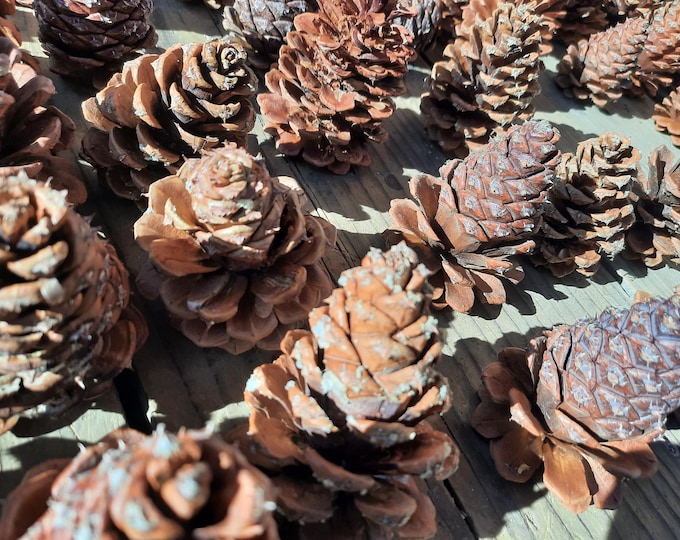 a five pack of ponderosa pinecones fresh from the tree.