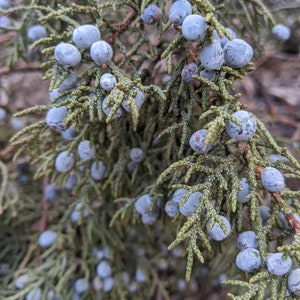 Juniper sprigs berries and bran juniper berries, juniper incense, juniper plant, live juniper sprig, juniper bundle, juniper berry, juniper