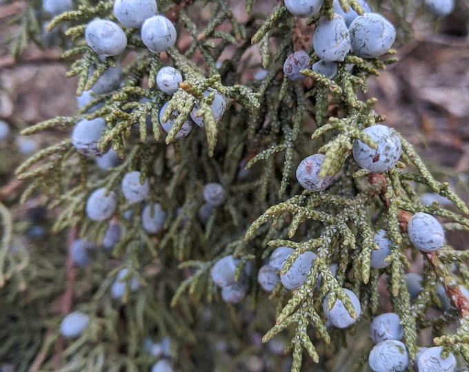 Juniper sprigs berries and bran juniper berries, juniper incense, juniper plant, live juniper sprig, juniper bundle, juniper berry, juniper