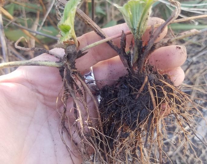 Pineberry live starts, white strawberry live start, live strawberry plant, live pineberry plants, 3 pack of live pine berries, strawberries