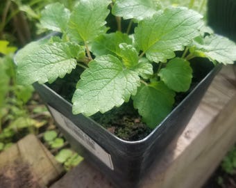Lemon balm plant, small lemon balm plants, 3 small lemon balm plants, live lemon balm, lemon balm roots, lemon balm herb plant, garden herbs