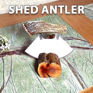 May include: A shed antler knife with a stainless steel blade and a natural antler handle. The knife is displayed on a wooden stand on a green and brown marble surface.