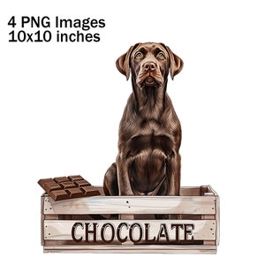 Könnte beinhalten: Ein brauner Labrador Retriever sitzt in einer Holzkiste mit dem Wort "SCHOKOLADE" auf der Vorderseite. Die Kiste ist mit Schokoladentafeln gefüllt.