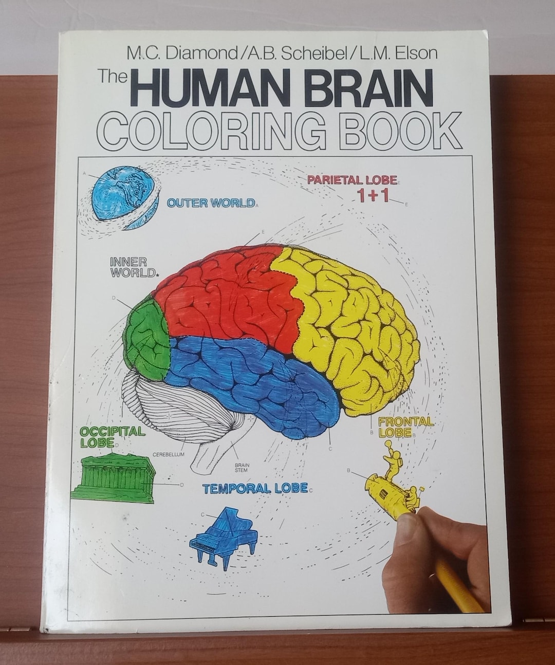 The Human Brain Adult Coloring Book by MC Diamond - Etsy