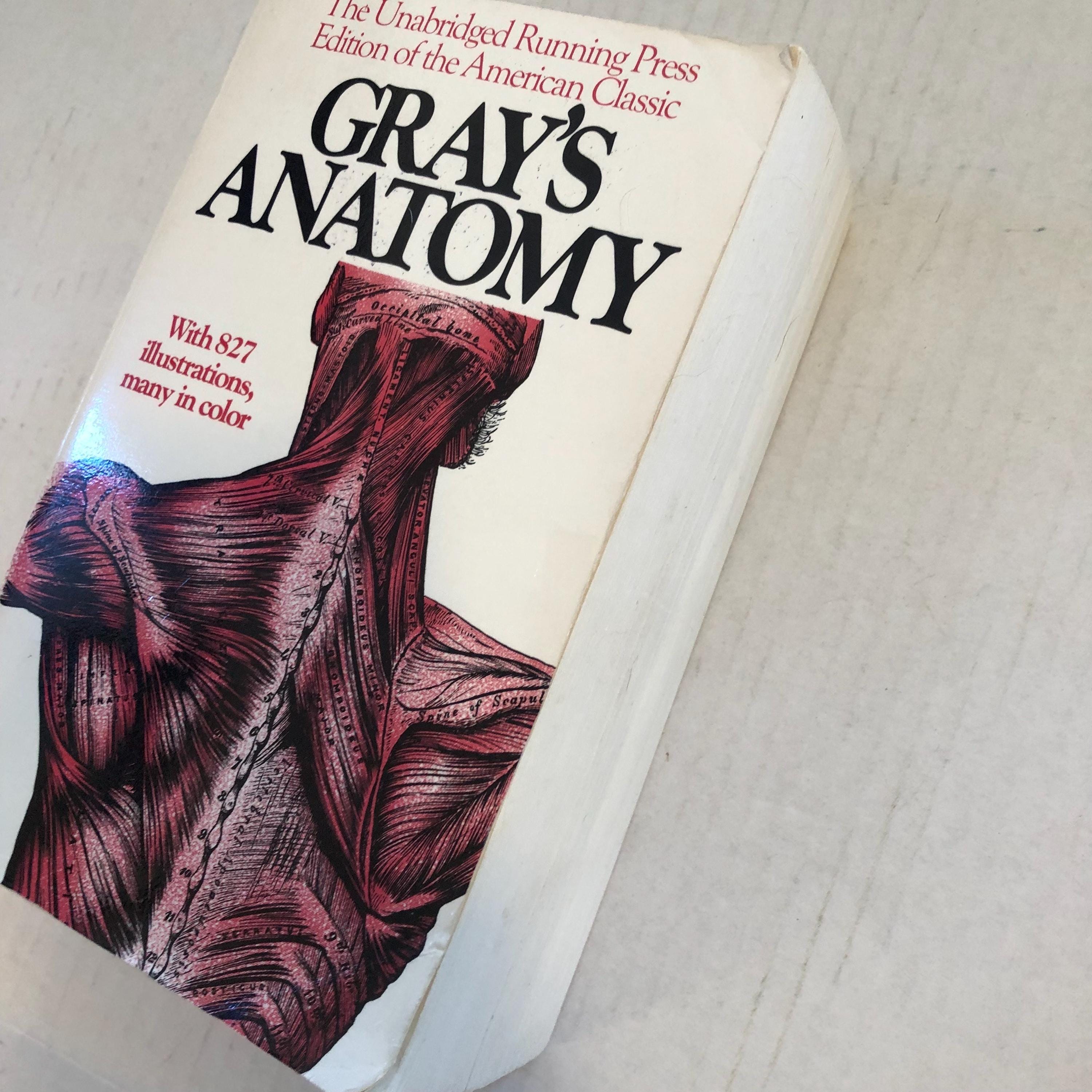 Grays Anatomy Antique Medical Anatomy, 1901 Descriptive and Surgical ...