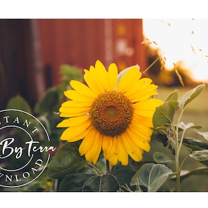 Yellow Sunflower Photography, Flower Print, Large Poster, Summer Farm Print, Flower Wall Art, Digital Print, Home Decor, Print Photography