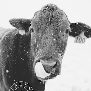 Black And White Snow Cow Photography, Cow Print, Cow Poster, Animal Prints, Cow Wall Art, Cow Printable, Cow Decor, Farmhouse Cow Photo