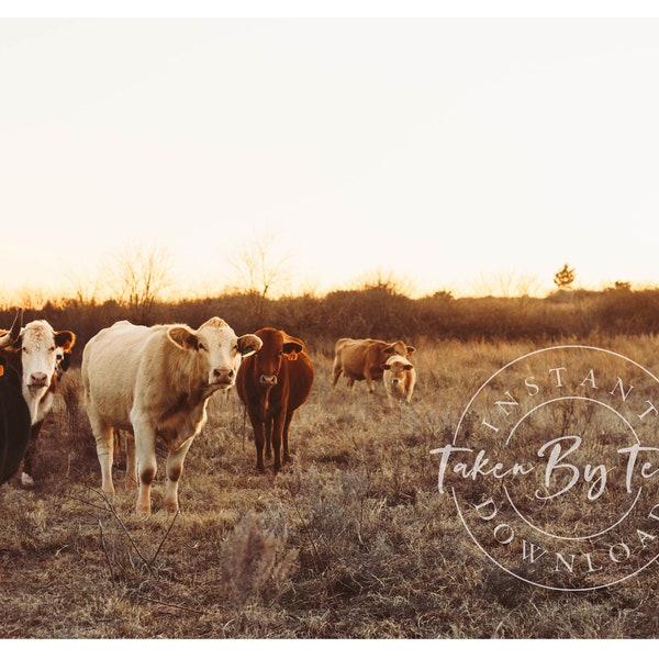 Rustic Ranch Cow Photography Print, Cow Print, Cow Poster, Animal Print, Cow Wall Art, Cow Printable, Home Decor, Farmhouse Cow Photography