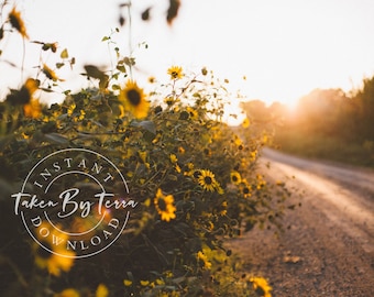Impresión fotográfica de un camino con girasoles, arte mural campestre (impresión digital)