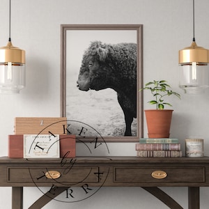 Black And White Cow Photography, Cow Print, Cow Poster, Animal Prints, Cow Wall Art, Cow Printable, Cow Decor, Farmhouse Cow Photography