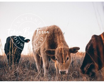 Op de afbeelding: Drie koeien grazen in een veld met hoog, droog gras. De koeien zijn bruin en zwart. De lucht is lichtblauw met een paar wolken.