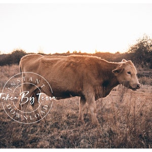Rustic Ranch Vintage Cow Photography, Cow Print, Cow Poster, Animal Print, Cow Wall Art, Cow Printable, Cow Decor, Farmhouse Cow Photography