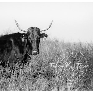 Black and White Cow Photography, Cow Print, Cow Poster, Animal Print, Cow Wall Art, Cow Printable, Nursery Decor, Farmhouse Cow Photography