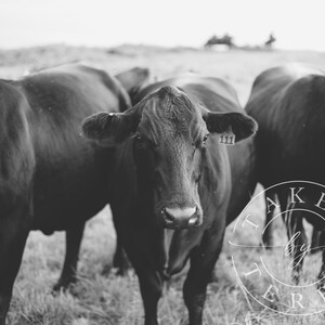 Black And White Cow Photography, Cow Print, Cow Poster, Animal Prints, Cow Wall Art, Cow Printable, Cow Decor, Farmhouse Cow Photography
