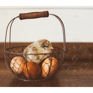 Chick Photography, Chicken Print, Baby Chick, Animal Print, Wall Art, Chicken Printable, Nursery Decor, Farmhouse Kitchen Photography
