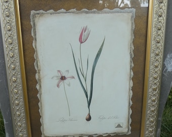 Tulipa Picture- Gold frame-New York Botanical Garden-2001-Flower home decor