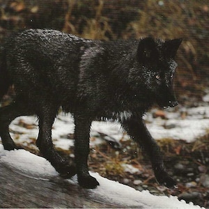 May include: A black wolf walks across a snow-covered log in a natural setting. The wolf's fur is dark and textured, with visible details. The background shows a mix of snow, grass, and trees, creating a wilderness scene.