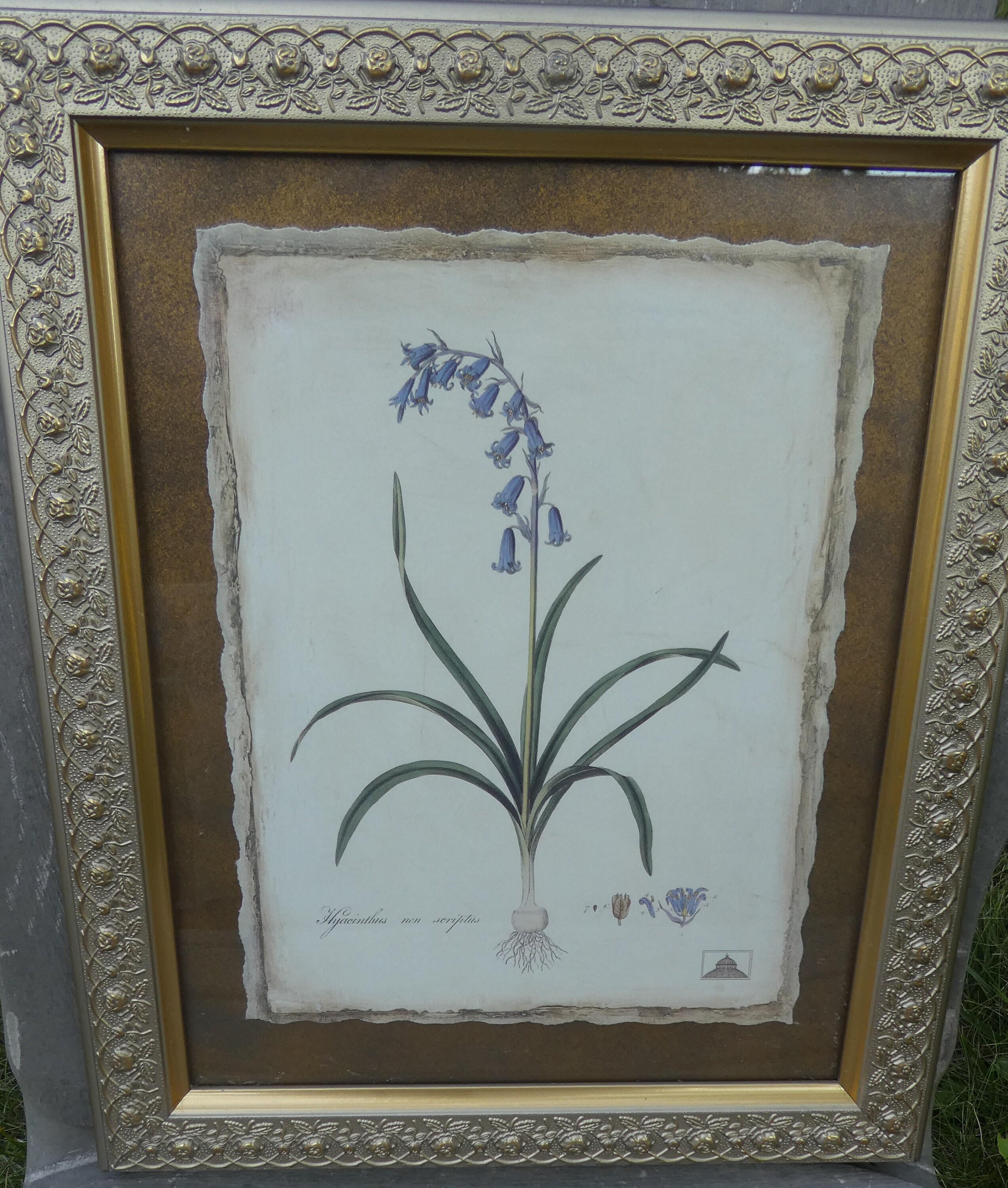 Hyacinthus Picture- Gold frame-New York Botanical Garden-2001-Flower Home Decor