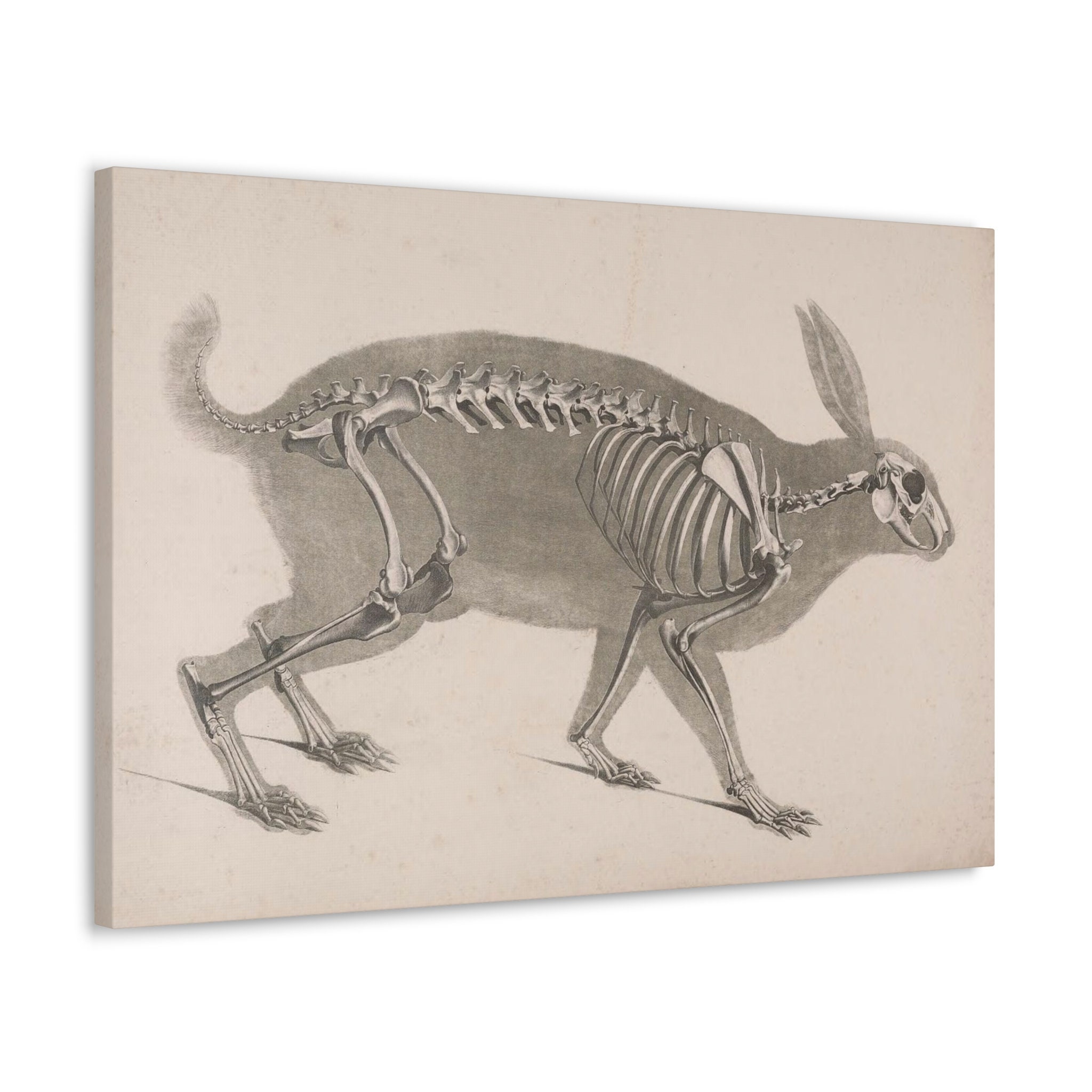 Rabbit Skeleton Wall Art Animal Skeleton Canvas Print Creepy Vintage ...
