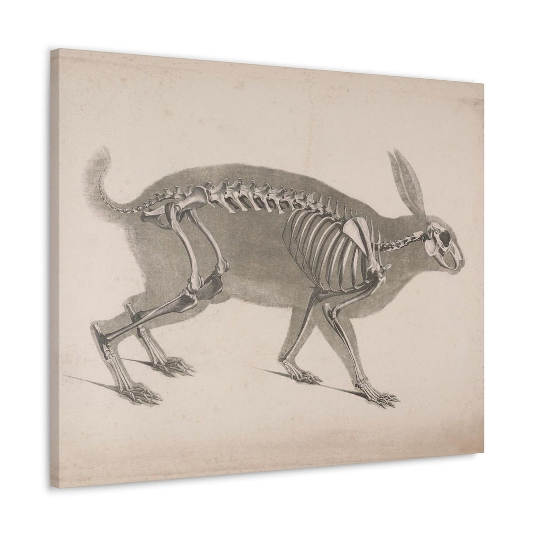 Rabbit Skeleton Wall Art - Animal Skeleton Canvas Print - Creepy ...