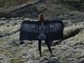 HRAFN icelandic wool blanket-shawl product logo