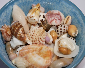 3 film canisters mix Hawaiian seashells from Niihau/Hawaii #2485