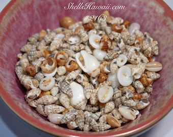 1 3/4 film canisters of mix Hawaiian seashells from Niihau island #2163