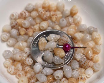 100 pcs Genuine Momi Shells Mixed Colors S-M Size Supply #4309