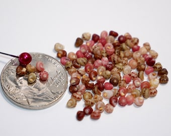 100 pcs Genuine Kahelelani Shells Size 11 from Niʻihau – Mixed Color Hawaiian Shell Supply #2099