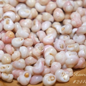 235 Stück große Kamoa Eis Kahelelani Muscheln Zubehör #2448