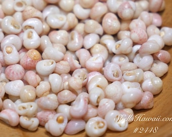 235 pcs large size kamoa ice-cream Kahelelani shells supply #2448