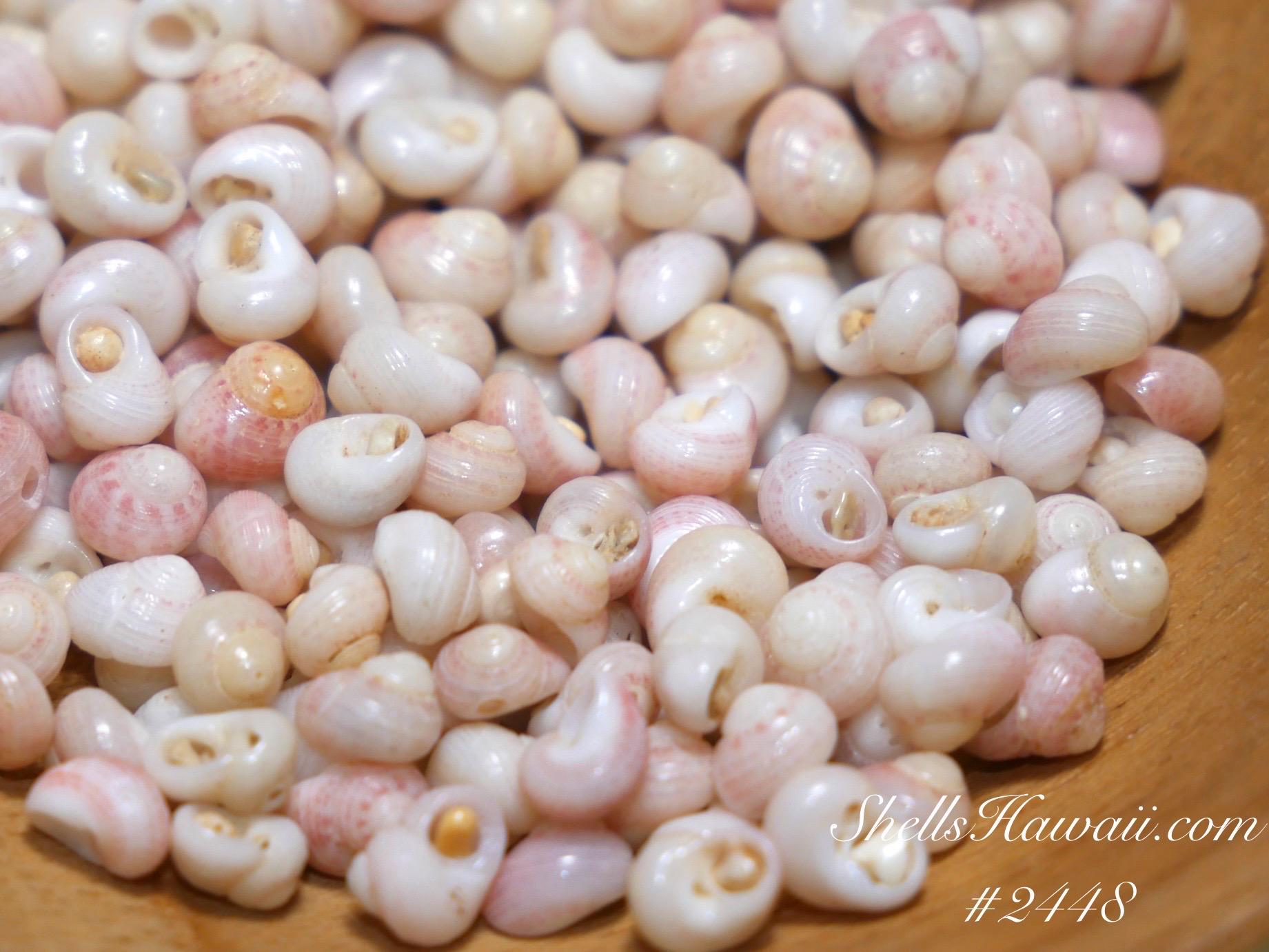 ShellsHawaii - Etsy 日本