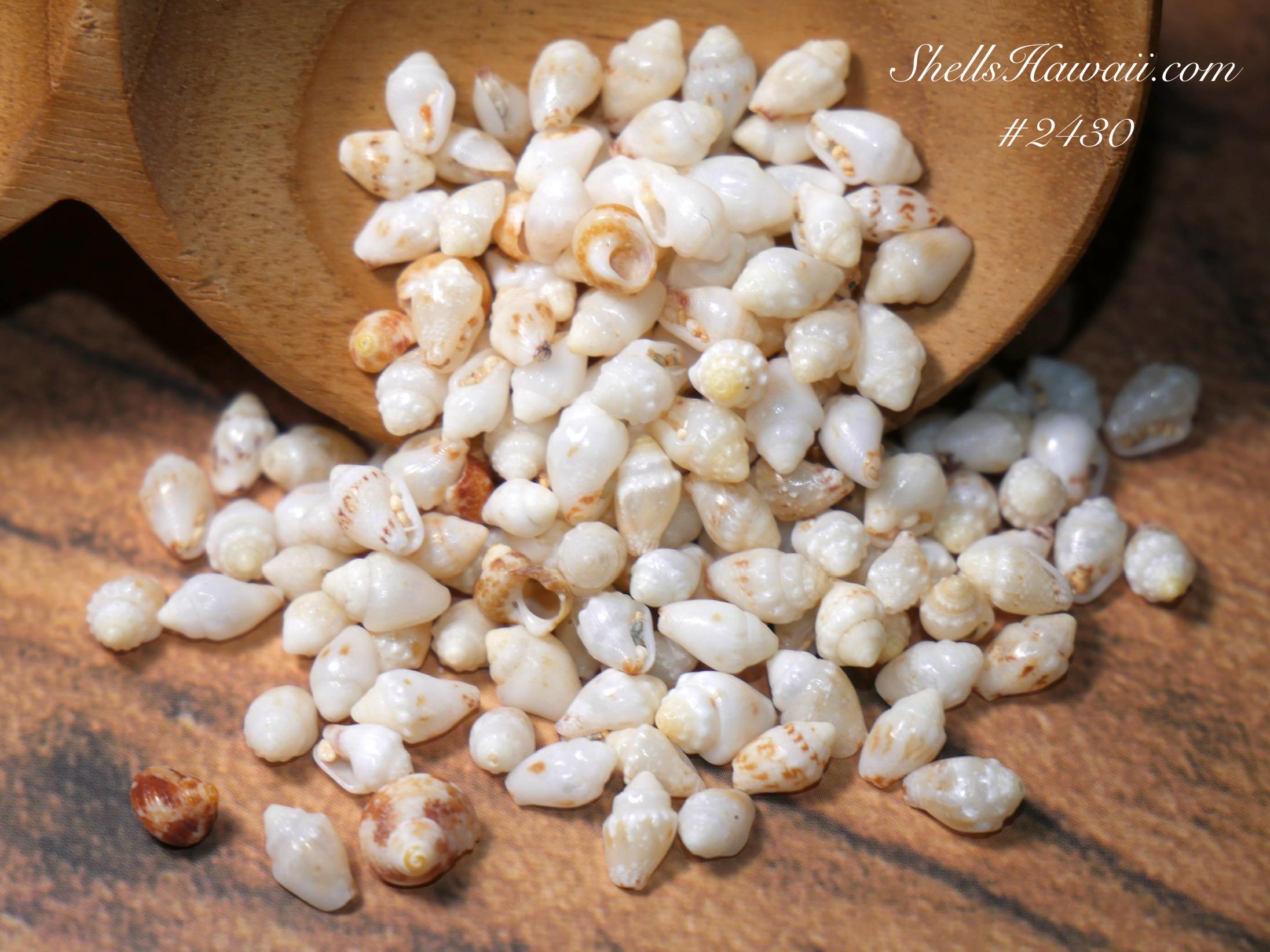 ニイハウ貝 ニイハウ島産モミ貝 195個入り - 初心者向け - ジュエリー製作用品