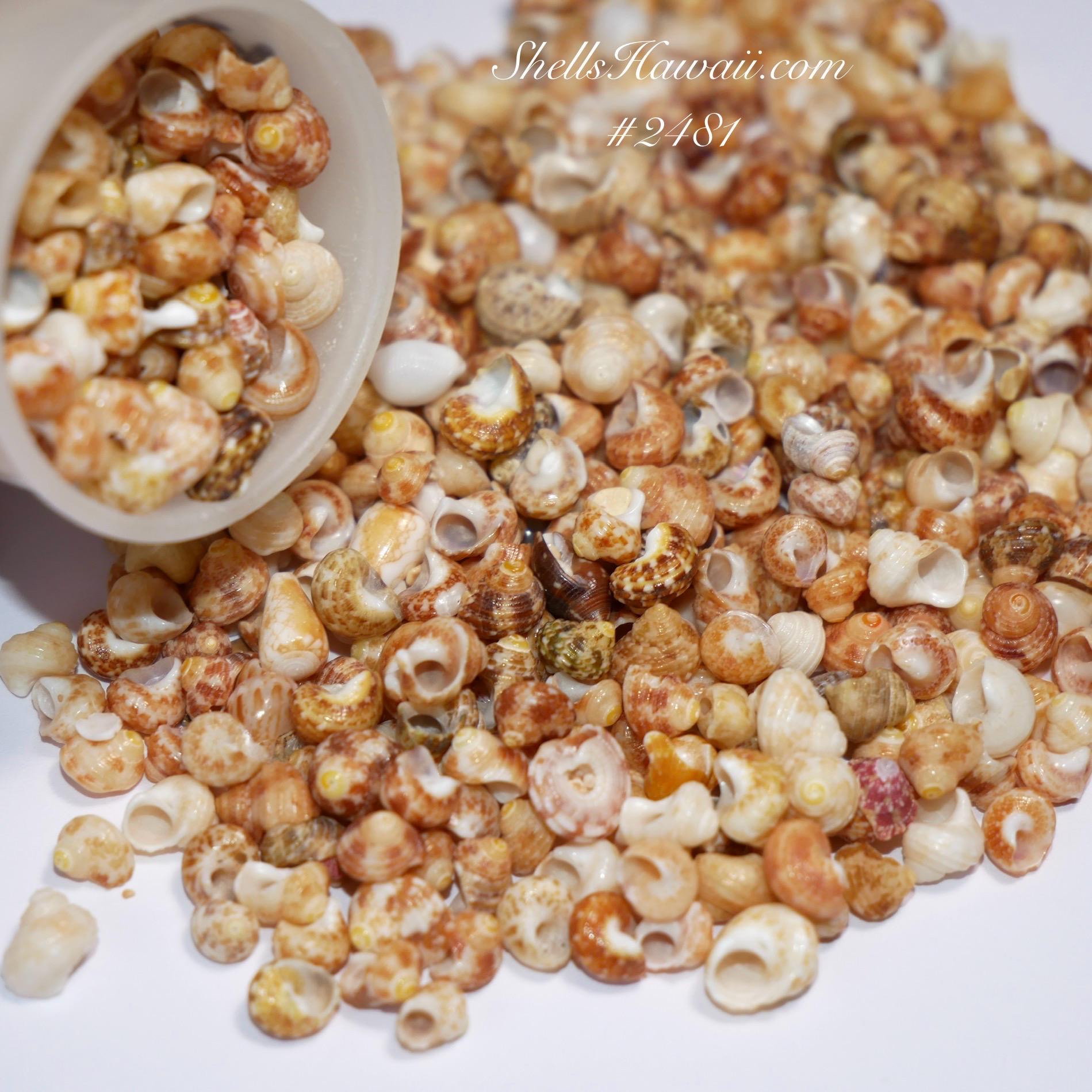 ShellsHawaii - Etsy 日本