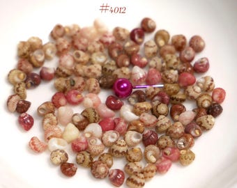 100 pcs Size 13 Kahelelani Shells from Niʻihau – Beginner Shell Supply #4012